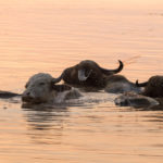 water buffalos in bojaq, gilan, iran