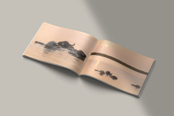 water buffalos in bojaq, gilan, iran inside book