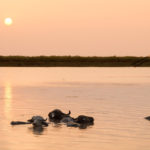 water buffalos in bojaq, gilan, iran