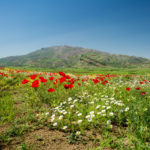 Plain of Flowers in Countryside, Kurdistan