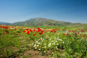 Plain of Flowers in Countryside, Kurdistan