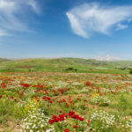 Wild Flowers in Countryside, Kurdistan