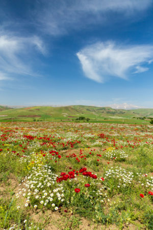 Wild Flowers in Countryside, Kurdistan