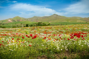Kamyaran Countryside, Kurdistan
