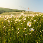Wild Flowers of Fandoghloo, Ardebil