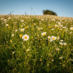 Leucanthemum Flower in Fandoghloo, Ardebil