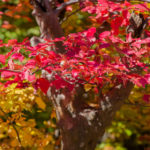 Autumn at Churet, Mazandaran, Iran
