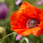 Red Poppy in Asalem Road, Gilan