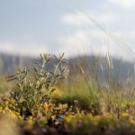 Wild Plant Micrography, Ardebil