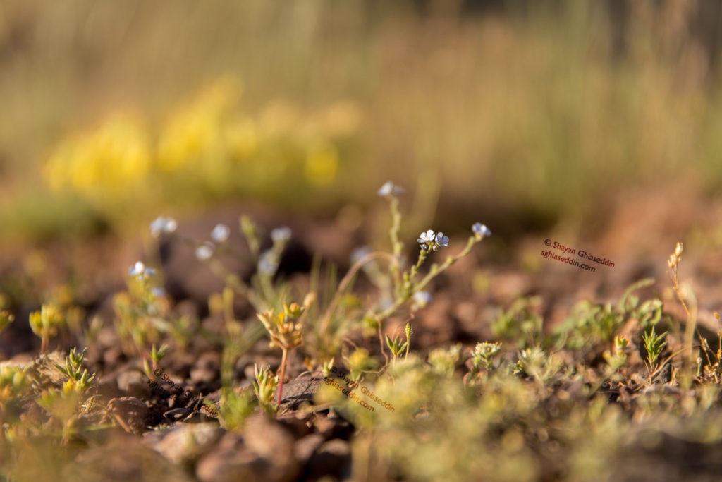 Linum Nervosum Tiny Flower, Ardebil
