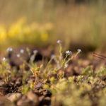 Linum Nervosum Tiny Flower, Ardebil