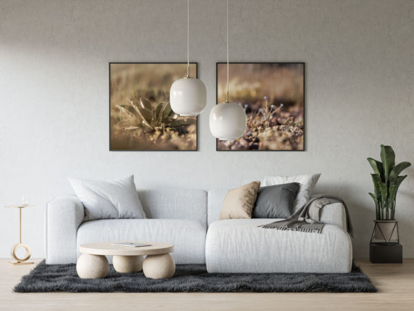 Linum Nervosum Tiny Flower, Ardebil two frames on wall living room