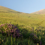 Onobrychis Cornuta, Ardebil