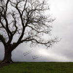 Sangchal Tree, Mazandaran, Iran