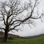 Sangchal Tree, Mazandaran, Iran