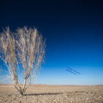 Haloxylon in Desert, Isfahan