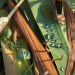 Droplets after the Rain in Forest, Golestan
