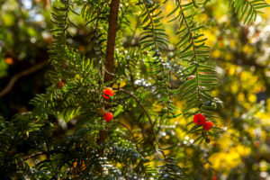 Red Fruit of English Yew, Golestan