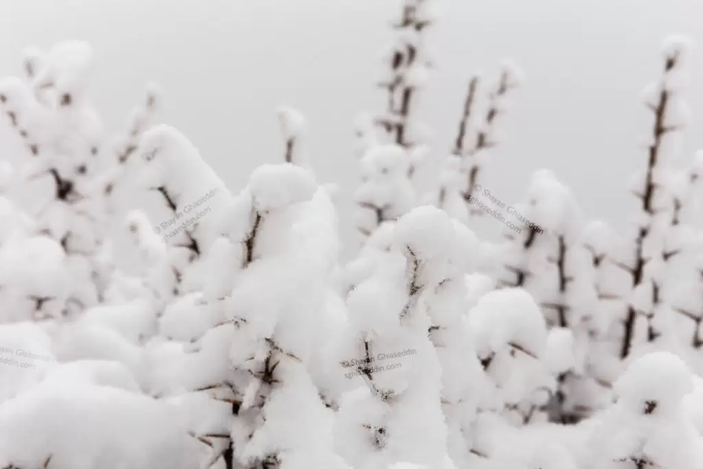 Snow on Branches, Mazandaran