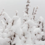 Snow on Branches, Mazandaran