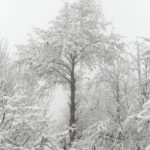 A Tall Tree in Winter, Mazandaran