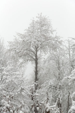 A Tall Tree in Winter, Mazandaran