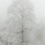 A Tall Tree in Haze, Mazandaran